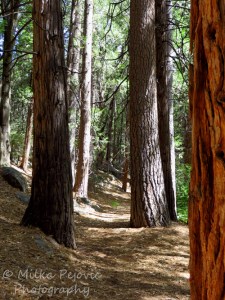 Cee's Which Way Challenge: hiking trail among pine trees