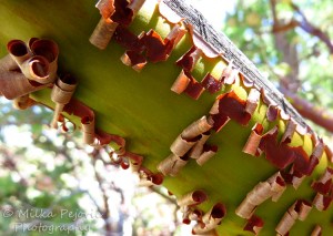 Wordpress weekly photo challenge: an unusual POV - manzanita tree bark peeling off