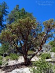 Manzanita tree in Southern California
