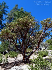 Manzanita tree in Southern California