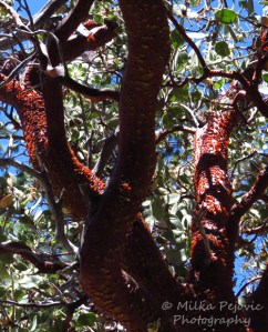 Manzanita red tree bark peeling off