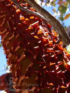 Close-up of the manzanita tree bark