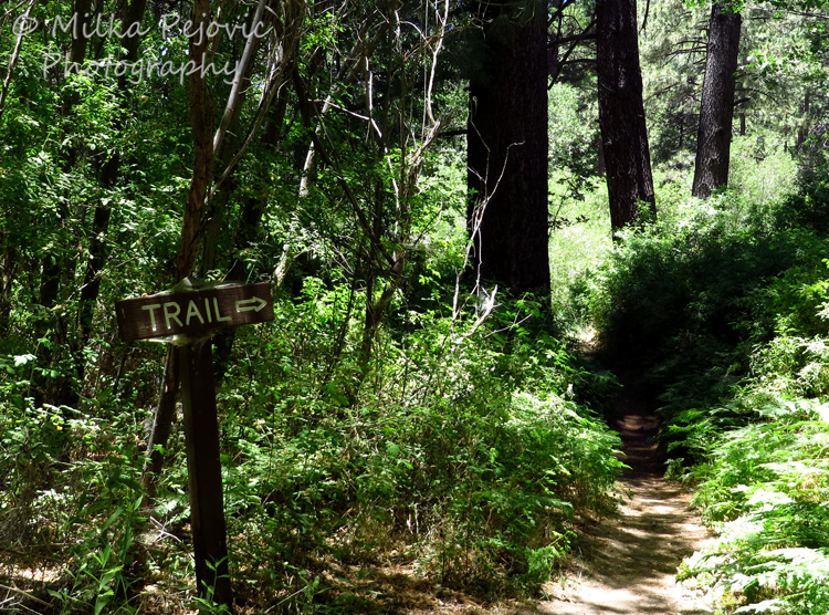 Cee's Which Way Challenge: follow the trail sign