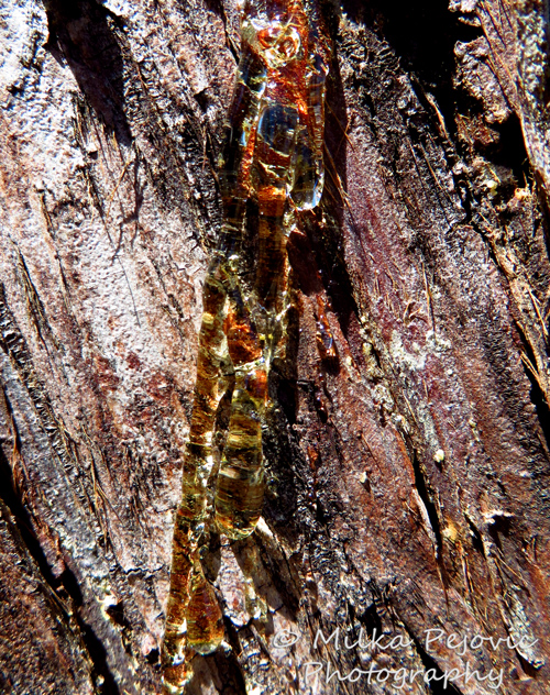 Macro Monday: colorful pine tree sap