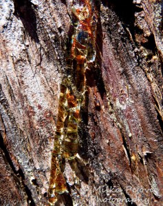 Macro Monday: colorful pine tree sap