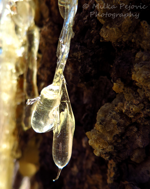 Drops of pine tree sap