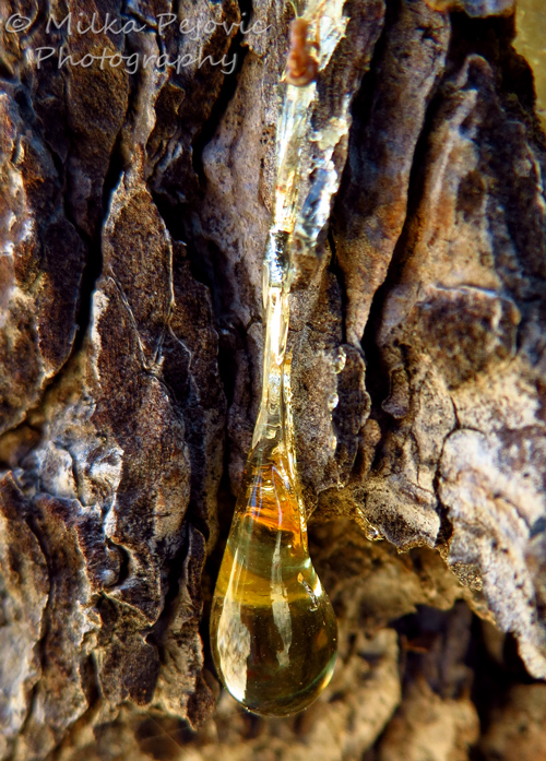 Macro Monday: pine tree sap
