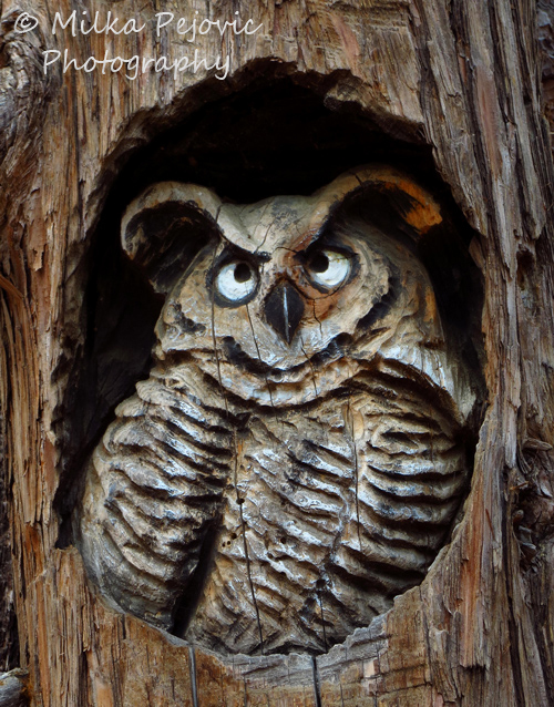 Travel theme: Wood sculpture of a lifesize owl in tree trunk