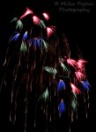 Travel theme: Motion of Fourth of July fireworks