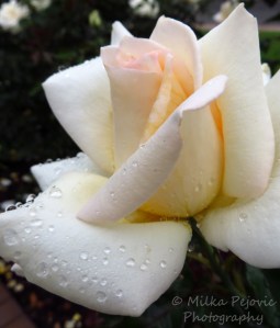 Floral Friday Fotos: Water drops on a white rose's petals