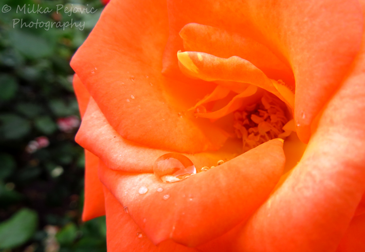 Floral Friday Fotos: Water drops on a orange rose