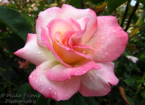 Travel theme: Light pink rose petals