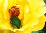 Wordpress weekly photo challenge: Junebug beetle inside rose