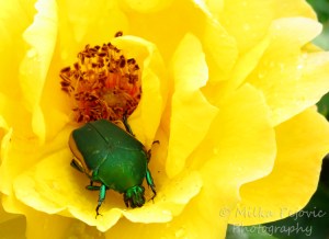 Wordpress weekly photo challenge: Junebug beetle inside rose