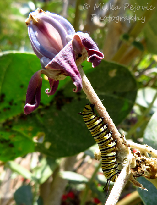 Cee’s fun foto challenge: One monarch caterpillar