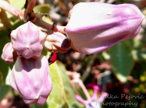 Macro Monday: ladybug on milkweed flower