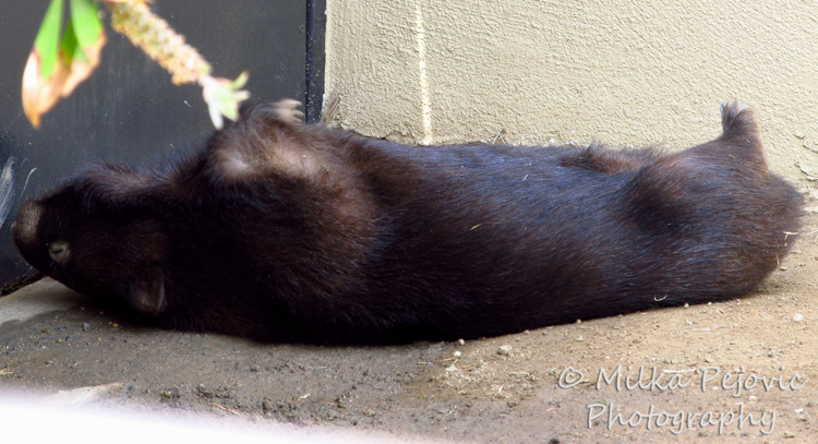 WordPress weekly photo challenge: Fresh - wombat trying to stay cool