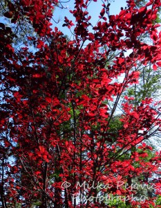 Festival of Leaves - Ornamental plum tree with red leaves