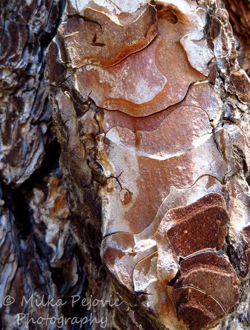 A Word A Week Challenge – Undulate - pine tree bark