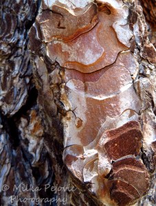A Word A Week Challenge – Undulate - pine tree bark