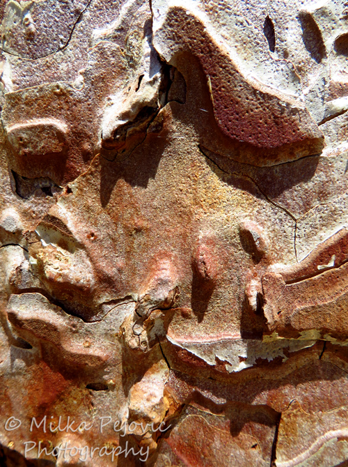 The grooves of pine tree bark