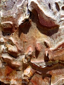The grooves of pine tree bark