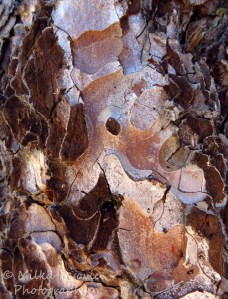 Close-up of pine tree bark