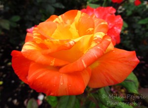Wordpress weekly photo challenge: One shot, two ways - orange rose