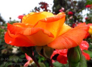 Wordpress weekly photo challenge: One shot, two ways - orange rose from the side