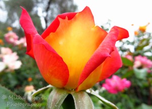 Pink and yellow rose