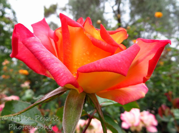 Pink and yellow rose from the side
