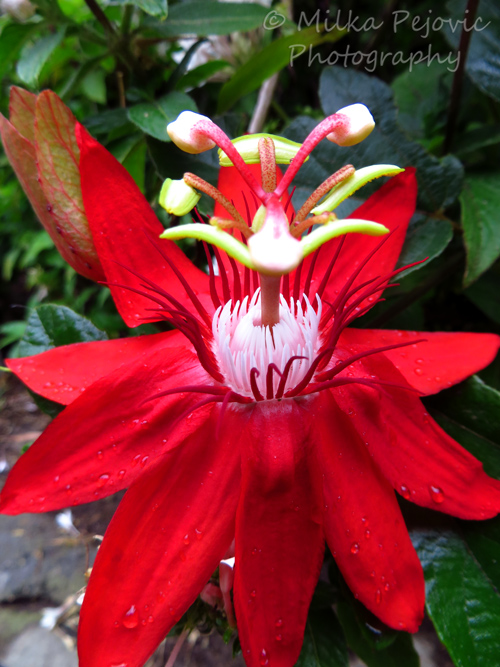 Macro Monday: Red passion flower with interesting pistils
