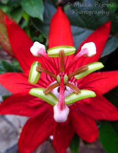 Flower with large red petals and long pistils