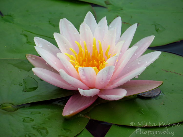 Light pink water lily