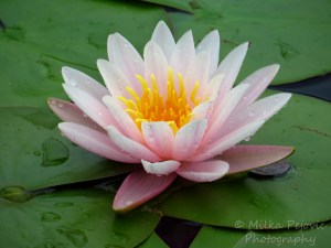 Light pink water lily