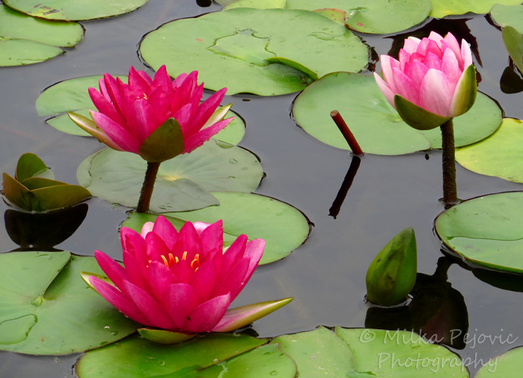 Floral Friday Fotos: Pink water lilies and lily pads