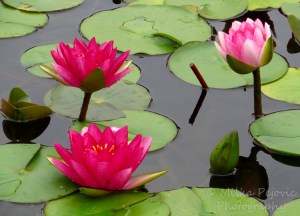 Floral Friday Fotos: Pink water lilies and lily pads