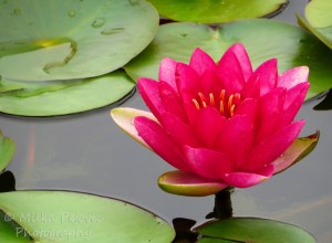 Close-up of bright pink water lily
