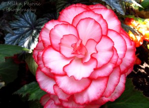 Pink Picotee tuberous begonia - begonia tuberhybrida