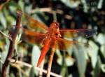 Wordpress weekly photo challenge: from lines to patterns - wings of an orange dragonfly