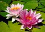 A Word A Week Challenge - Pink water lilies