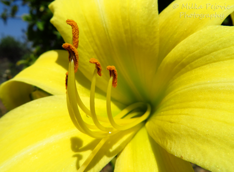 Macro Monday: yellow lily pistils