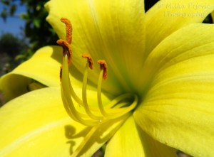 Macro Monday: yellow lily pistils