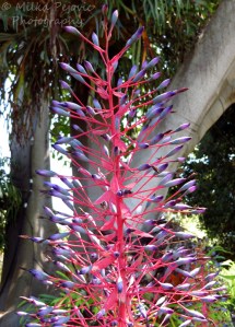 A Word A Week Challenge - Pink and purple bromelia blooms