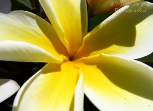 Close-up of a yellow plumeria flower