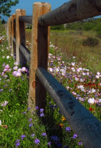 Wordpress weekly photo challenge: an unusual POV - Spring wildflowers in San Diego