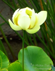 Floral Friday Fotos: lotus flower