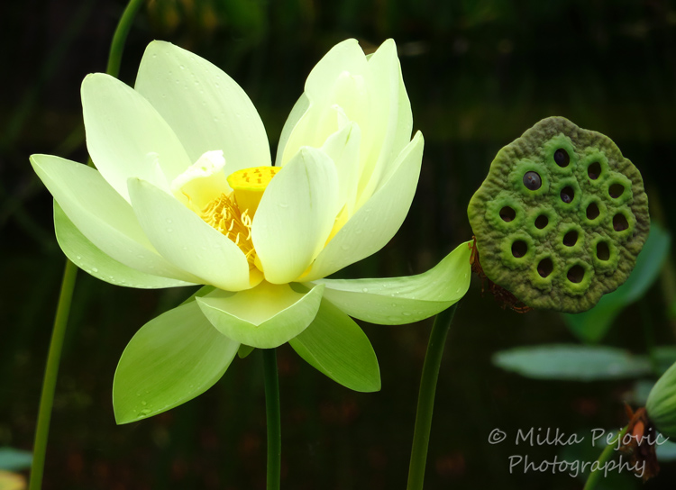 Floral Friday Fotos: lotus flower and lotus seed head