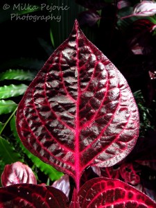 Bloodleaf plant - Iresine herbstii