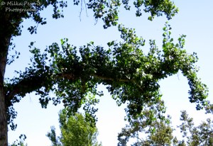 Wordpress weekly photo challenge: grand concept- trees are dragons